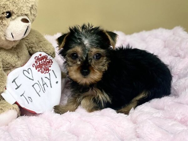 [#183] Black & Tan Female Yorkshire Terrier Puppies For Sale