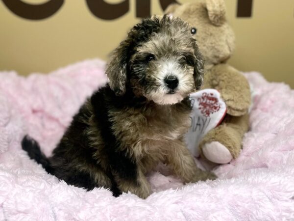 [#182] Blue Merle Male Miniature Poodle Puppies For Sale