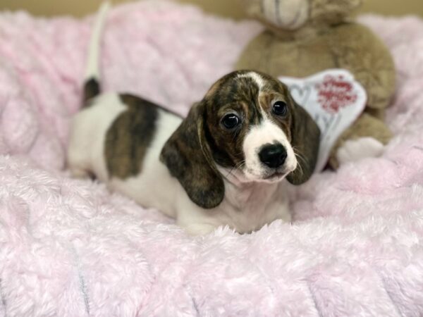 [#180] Brindle Piebald Male Dachshund Puppies For Sale
