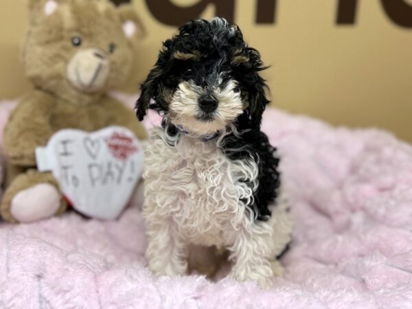 [#181] Tri Male Miniature Poodle Puppies For Sale