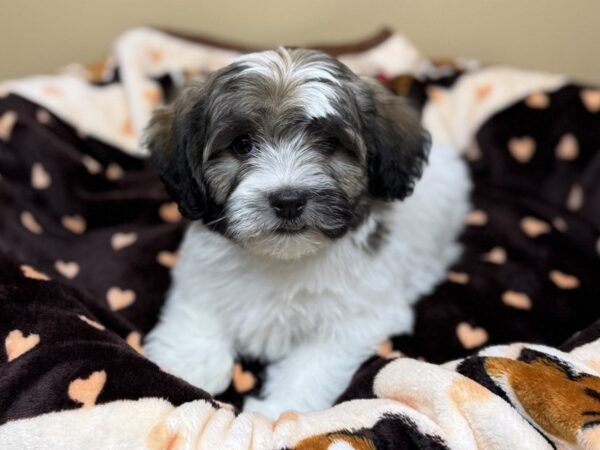 [#158] Brindle & White Female Havatzu Puppies For Sale