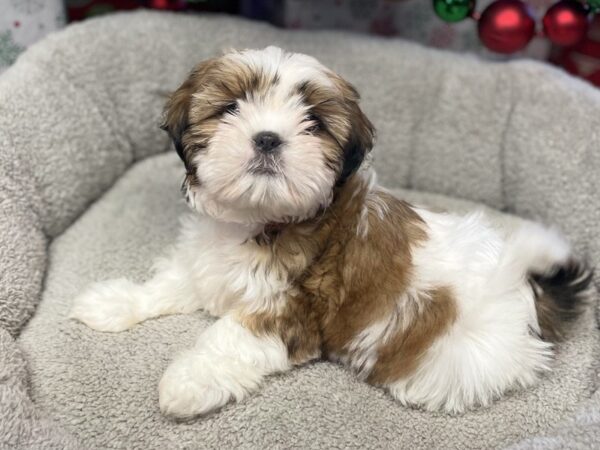 [#134] Brindle & White Female Shih Tzu Puppies For Sale