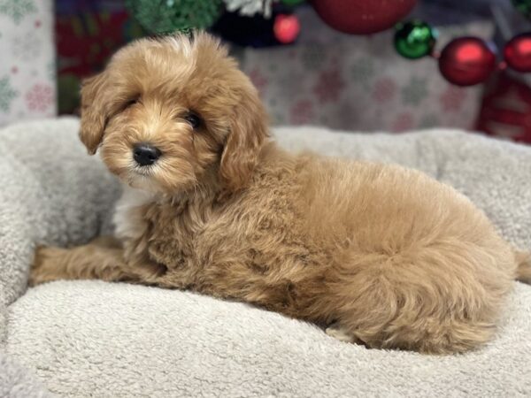 [#136] Red w/White Male Miniature Goldendoodle Puppies For Sale