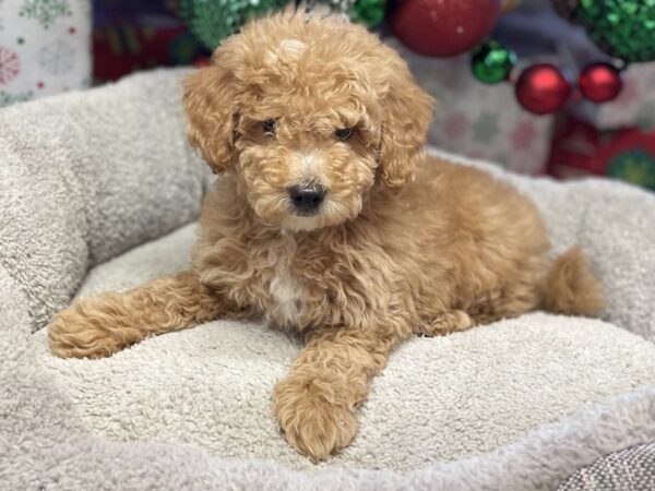 [#135] Red w/White Male Miniature Goldendoodle Puppies For Sale