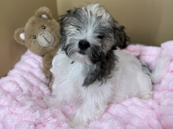[#100] Sable & White Male Havanese Puppies For Sale