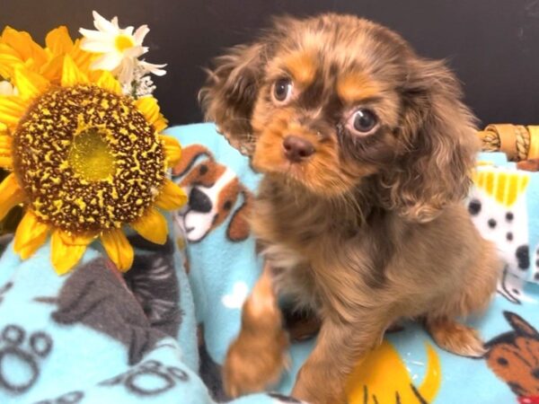[#4932] Chocolate Merle Male Cavalier King Charles Spaniel Puppies For Sale