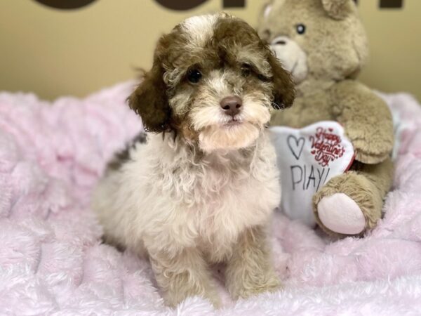 [#175] Chocolate Parti Male Miniature Poodle Puppies For Sale
