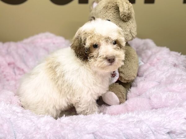 [#173] Apricot Parti Male Miniature Poodle Puppies For Sale