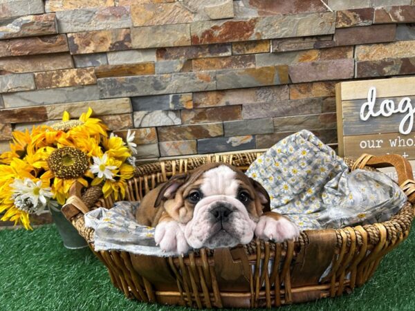 [#4942] Red & White Male English Bulldog Puppies For Sale