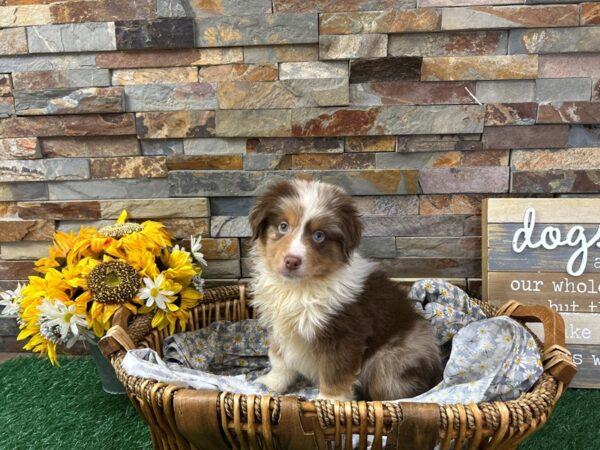 [#4943] Red Merle Male Miniature American Shepherd Puppies For Sale