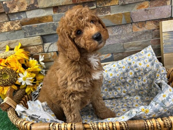 [#4949] Red & White Male Mini Goldendoodle Puppies For Sale