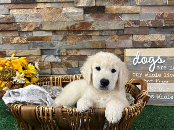 [#4952] Light Golden Female Golden Retriever Puppies For Sale