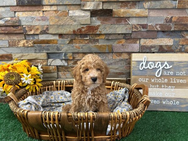 [#4946] Red & White Male Miniature Poodle Puppies For Sale