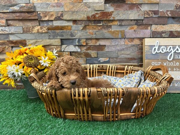 [#4947] Red & White Female Miniature Poodle Puppies For Sale