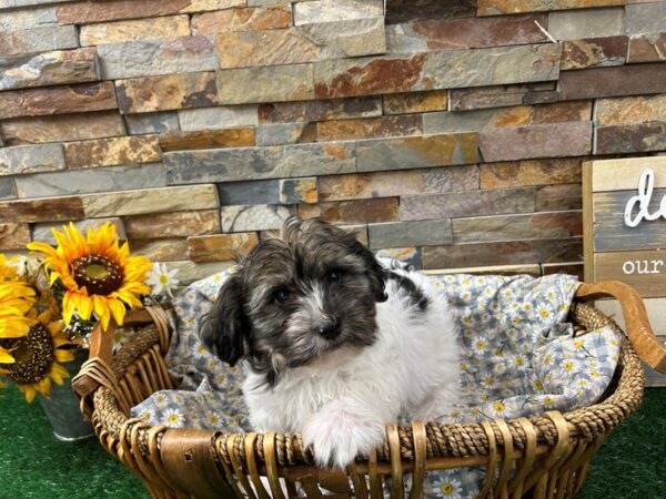 [#4953] Brindle & White Male Havanese Puppies For Sale