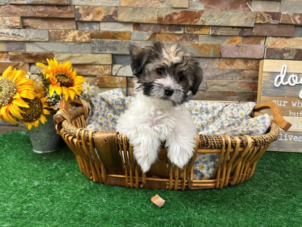 [#4954] Brindle & White Female Havanese Puppies For Sale