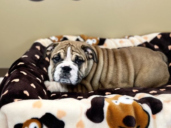 [#204] Red & White Female English Bulldog Puppies For Sale