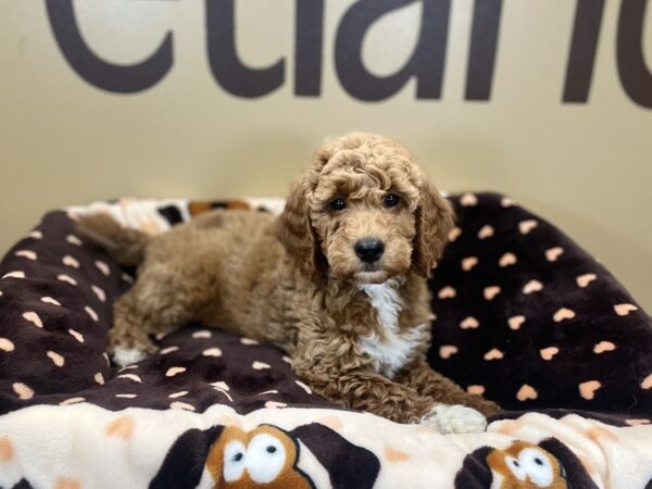 [#209] Red w/ White Female Mini Goldendoodle Puppies For Sale