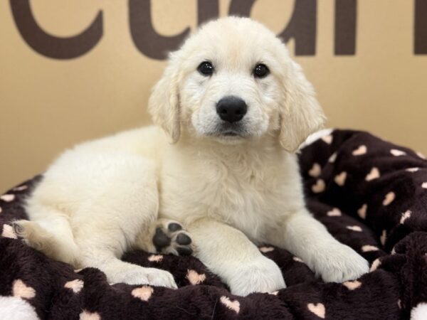 [#207] Cream Female Golden Retriever Puppies For Sale