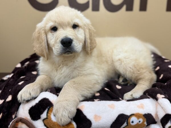 [#206] Golden Male Golden Retriever Puppies For Sale