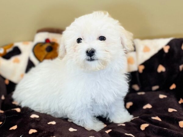 [#202] Apricot Female Bichapoo Puppies For Sale