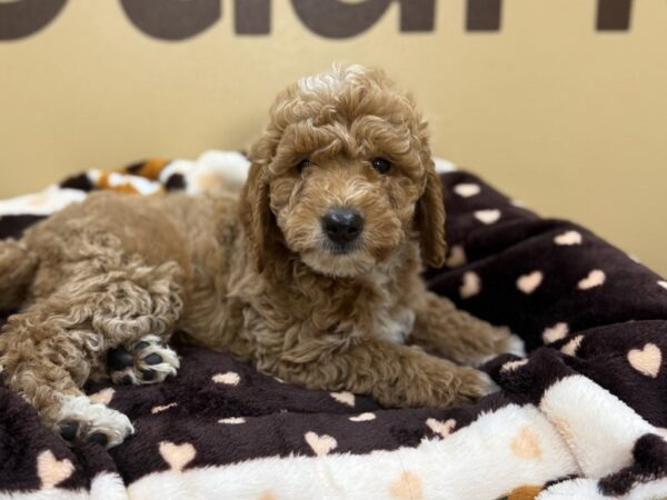 [#208] Red w/ White Male Mini Goldendoodle Puppies For Sale