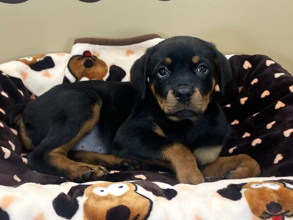 [#205] Black & Tan Female Rottweiler Puppies For Sale