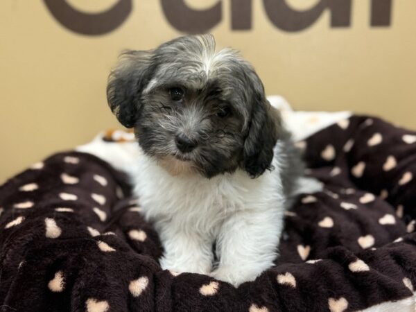 [#211] Brindle & White Female Havanese Puppies For Sale