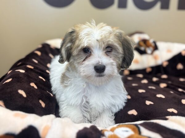 [#210] Gold & White Male Havanese Puppies For Sale
