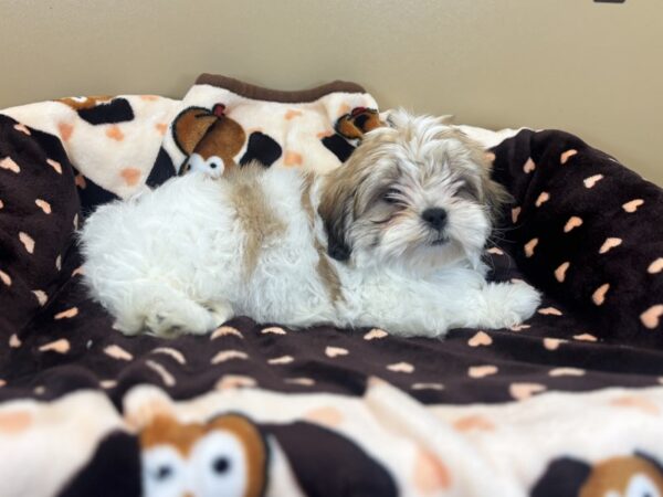 [#212] Gold & White Female Havatzu Puppies For Sale