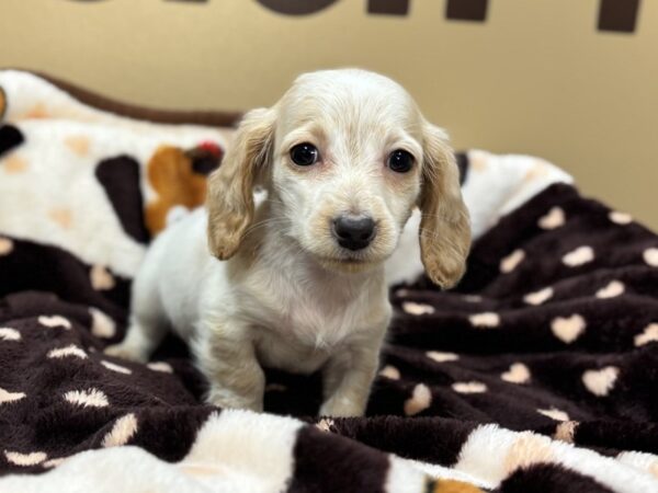 [#216] Cream Piebald Female Dachshund Puppies For Sale