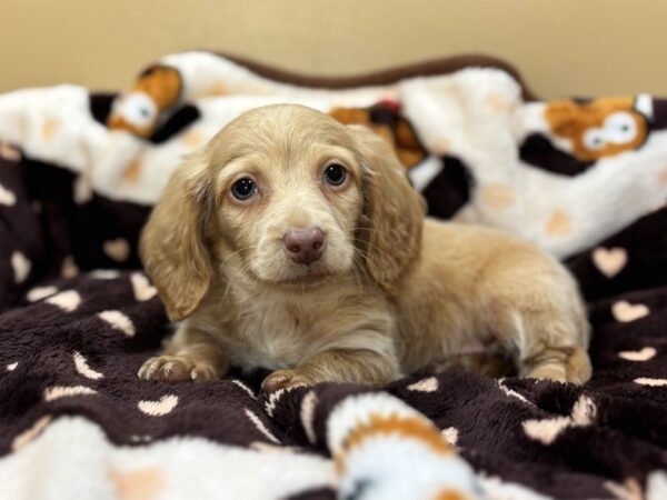 [#215] Cream Male Dachshund Puppies For Sale