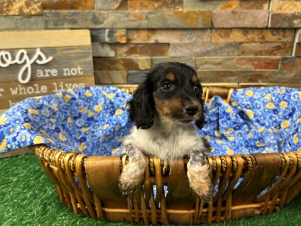[#4957] Blue Dapple Piebald Female Dachshund Puppies For Sale