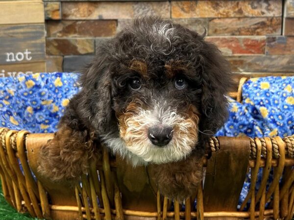 [#4960] Black Merle w/ Tan Points Male Miniature Poodle Puppies For Sale