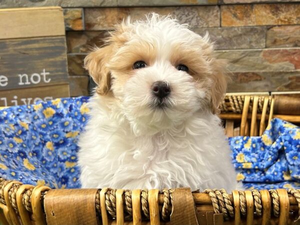 [#4963] Red & White Parti Male Maltipoo Puppies For Sale