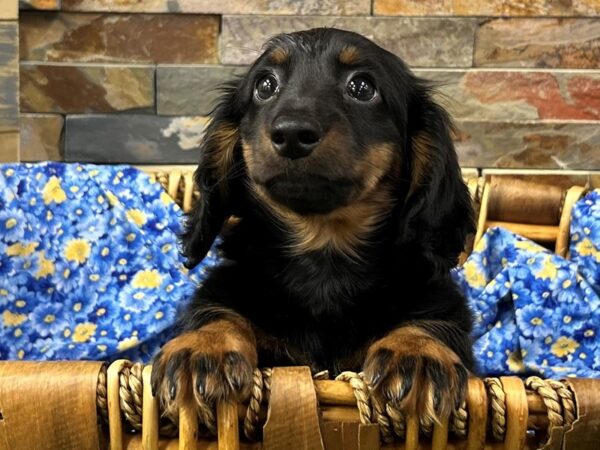 [#4967] Black & Tan Male Dachshund Puppies For Sale