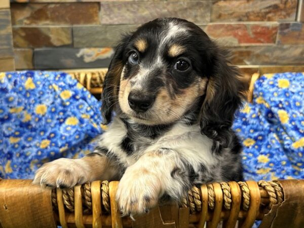 [#4966] Blue Dapple Female Dachshund Puppies For Sale
