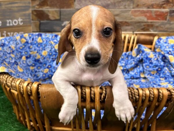 [#4965] Red Dapple Piebald Female Dachshund Puppies For Sale