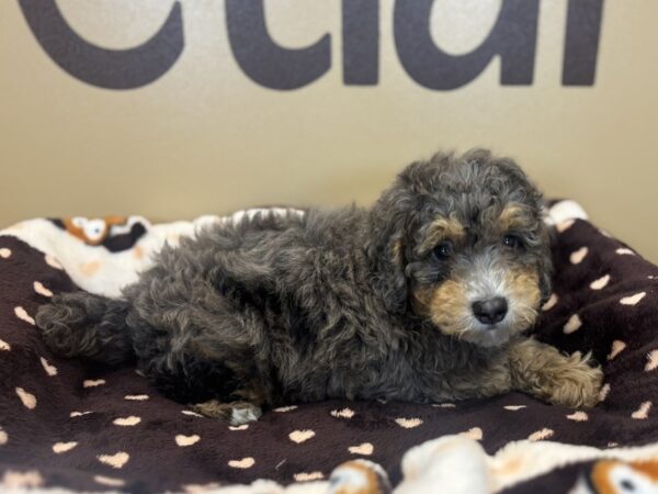 [#217] Chocolate Merle Male Miniature Poodle Puppies For Sale