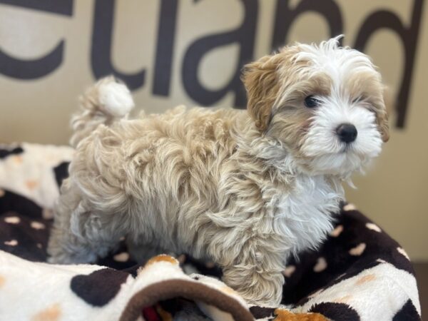 [#219] Red w/ White Male Maltipoo Puppies For Sale