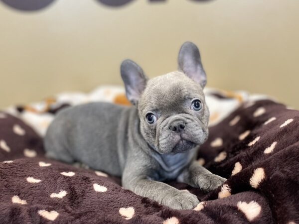[#220] Blue Male French Bulldog Puppies For Sale