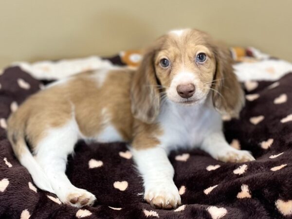 [#221] Red Piebald Male Dachshund Puppies For Sale