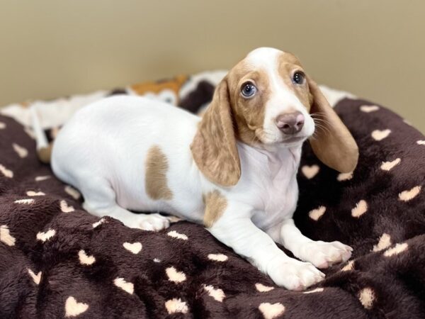 [#222] Red Piebald Male Dachshund Puppies For Sale