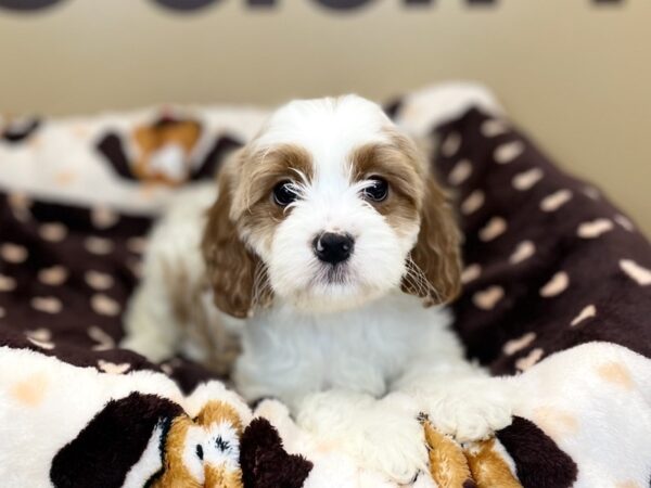 [#225] Red & White Male Cavapoo Puppies For Sale