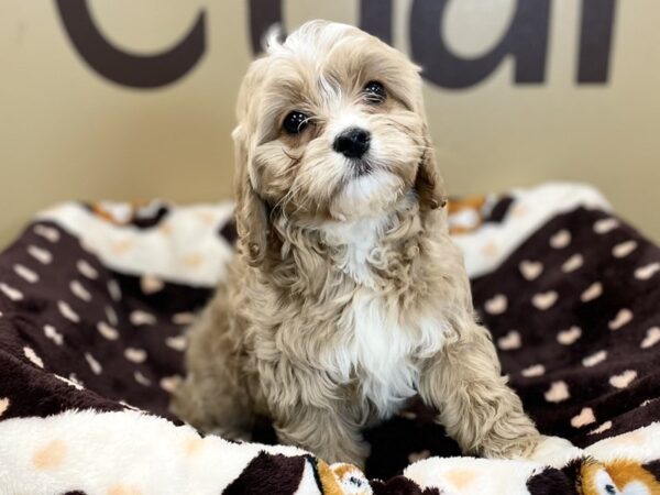 [#224] Apricot Female Cavapoo Puppies For Sale