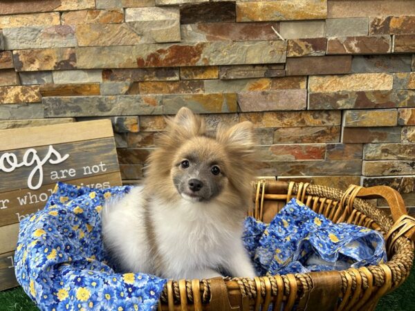 [#4864] Sable & White Female Pomeranian Puppies For Sale