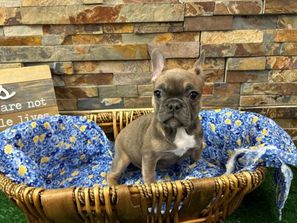[#4923] Blue Fawn Female French Bulldog Puppies For Sale