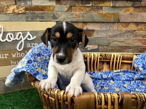 [#4969] Tri Male Jack Russell Terrier Puppies For Sale