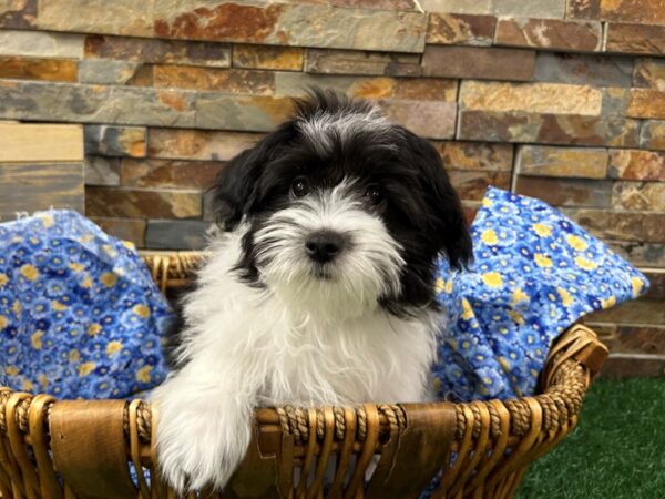 [#4899] Black & White Male Coton De Tulear Puppies For Sale