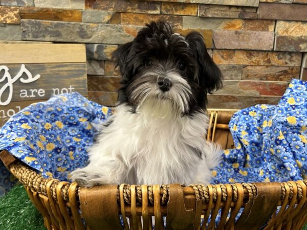 [#4900] Black & White Male Coton De Tulear Puppies For Sale